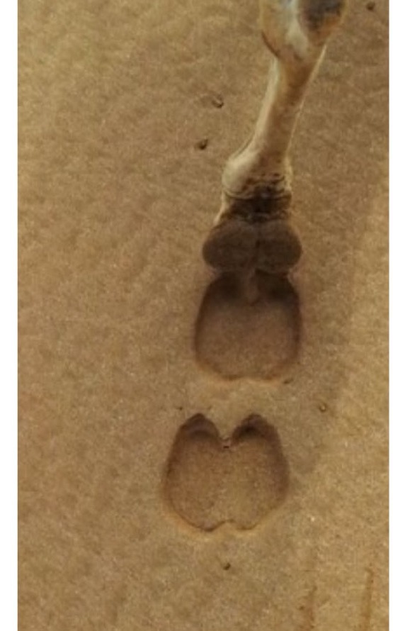 Supplied image of a camel footprint in sand showing the inspiration for the logo